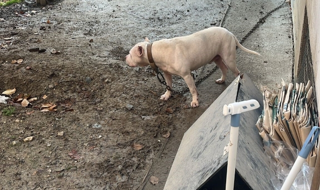 Avcılar’da ağızlıksız gezdirilen pitbull köpek kediyi parçaladı, sahibi gözaltına alındı