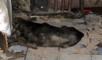 Bursa'da 7 sokak hayvanı ölü halde bulundu!