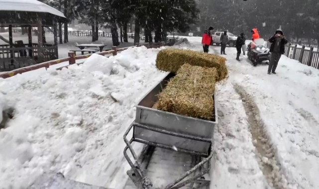 Bursa'da soğuk günlerde yaban hayvanları unutulmadı