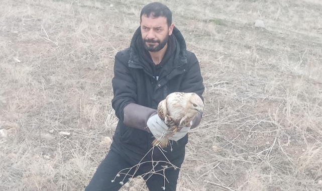 Elazığ'da yaralı kartal tedavi altına alındı
