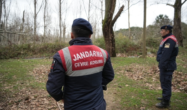 Firar eden ayı havadan ve karadan aranıyor