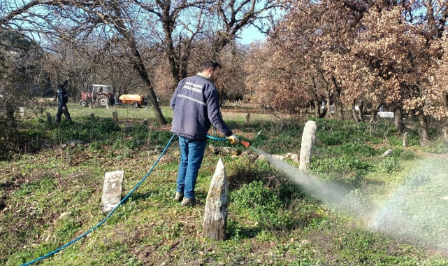 Karacasu'da yabani otlar ilaçlandı