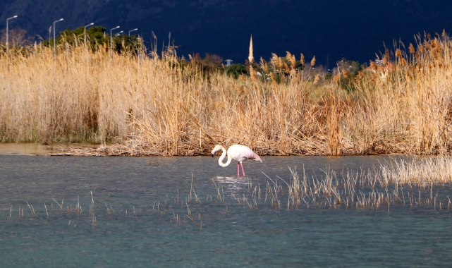 Kemer'de flamingo sürprizi