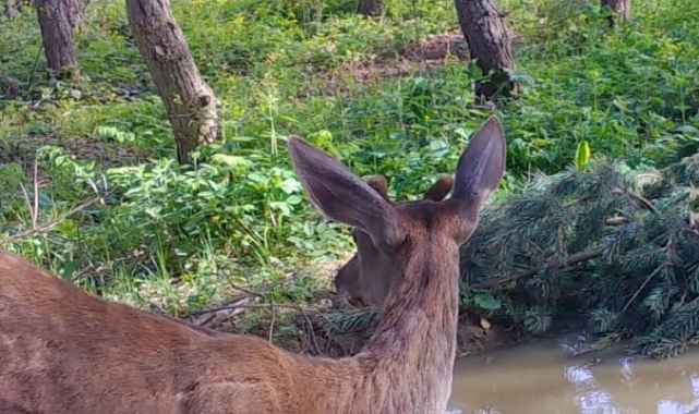 Kızılgeyik fotokapana yakalandı