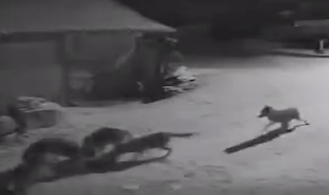 Köye inen kurtlar inek ve köpeği telef etti