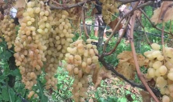 Manisa'da 6 aydır üzüm hasadı devam ediyor