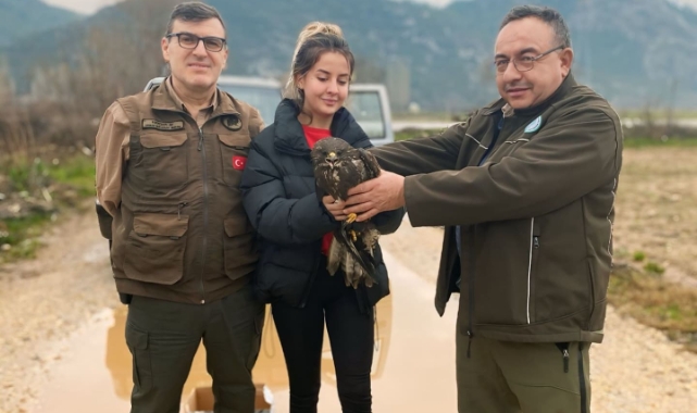 Menteşe'de yaralı Şahin kurtarıldı