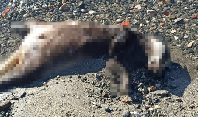 Sahile vuran ölü porsuk endişe yarattı