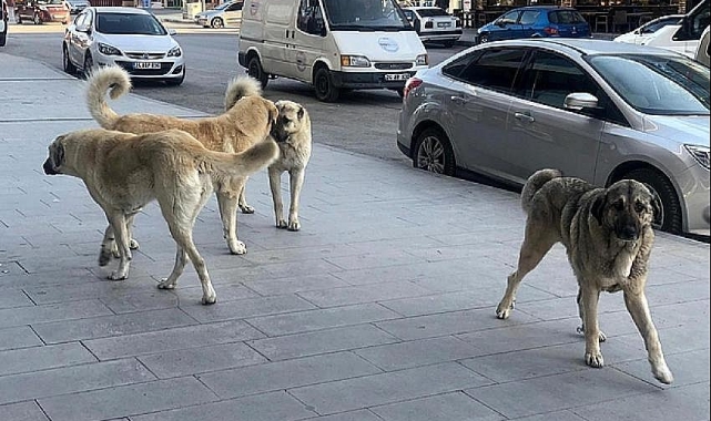 Sokak köpeklerinin saldırdığı Eslem, ağır yaralandı