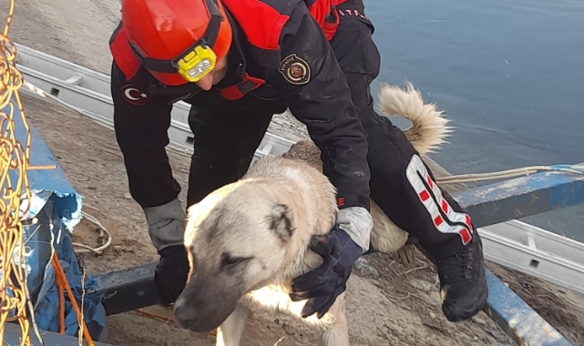 Sulama kanalındaki köpek kurtarıldı