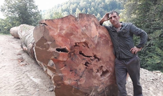 Üzerine ağaç devrilen orman işçisi hayatını kaybetti