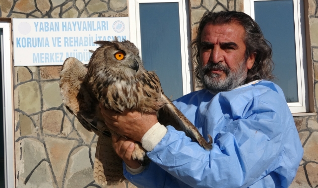 Van'da 2024 yılında 500 yaban hayvanı tedavi edildi
