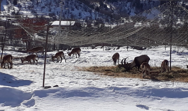 Yaban keçilerinin mahallesi "Akseki"