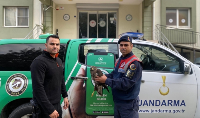 Yaralı halde bulunan Kızıl Şahin, tedavi sonrasında doğaya salındı