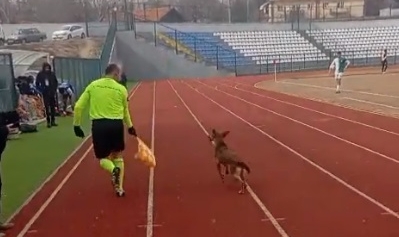Ankara'da sahaya giren köpeği yan hakem çıkardı