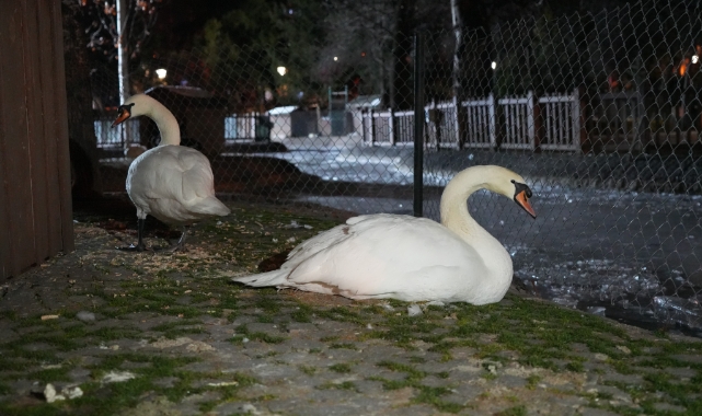 Ankara'daki Kuğulu Park'ın havuzu dondu