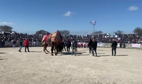 Ayvacık'ta deve güreşleri nefesleri kesti