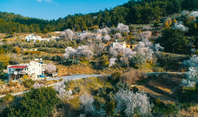 Badem ve kiraz üreticileri kara kara düşünüyor