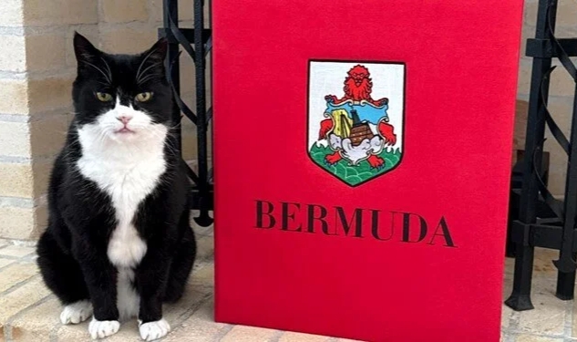 Bakanlığın eski kedisi geri döndü!