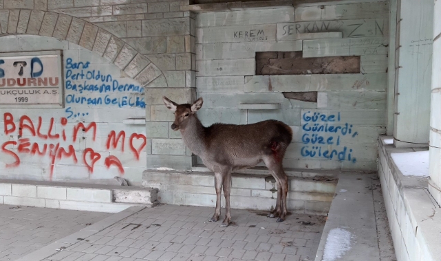 Bolu'da doğaya bırakılan karaca geri döndü