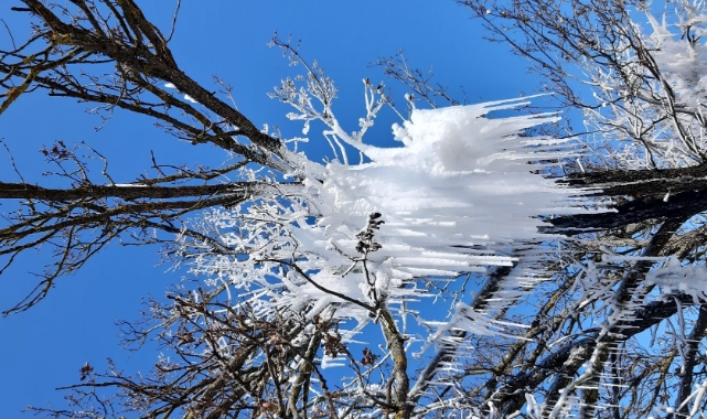Bolu'da hava sıcaklığı eksi 16’ya düştü! Ağaç dalları dondu