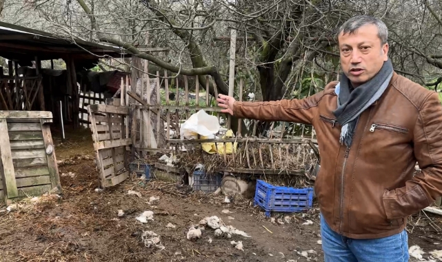 Bursa'da çiftliklere giren kurt sürüsü hayvanları telef etti