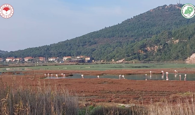 Bursa'da yaban ördekleri suyla buluştu