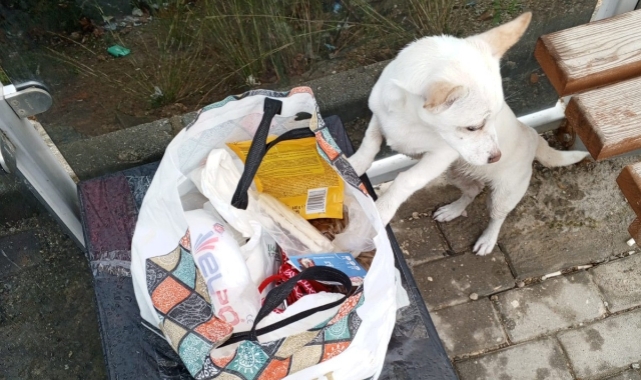 Bursa'da yavru köpek soğukta bir notla durağa bırakıldı