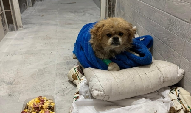 Denizli'de köpeğin ayaklarını iple bağlayıp çöpe attı!