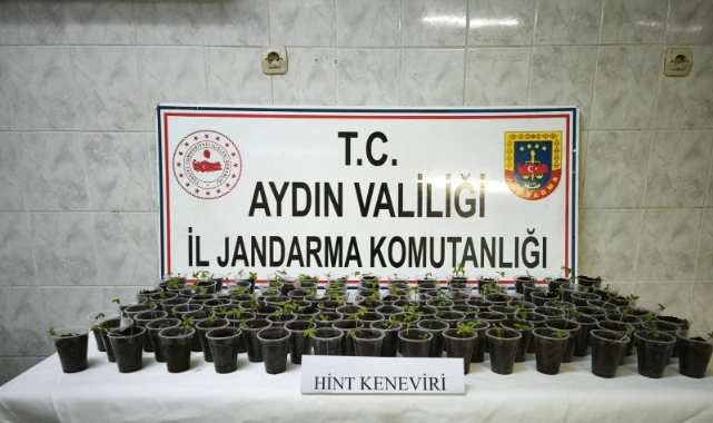 Didim'de 130 adet saksıda Hint keneviri ele geçirildi