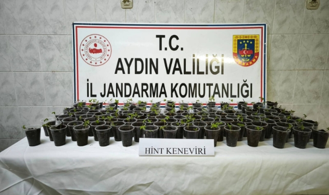 Didim'de 130 adet saksıya ekilmiş Hint keneviri ele geçirildi