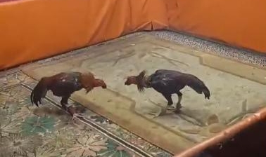 Diyarbakır'da horoz dövüşü baskını! 8 gözaltı, 450 bin lira ceza