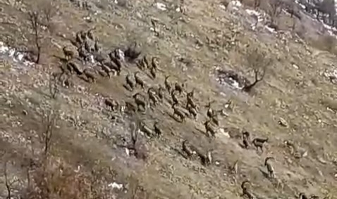 Elazığ'da nesli tükenme tehlikesindeki dağ keçileri sürü halinde görüldü