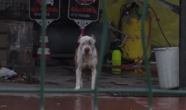 Esenyurt'ta pitbull cinsi köpekler sahibine ve yanındakilere saldırdı