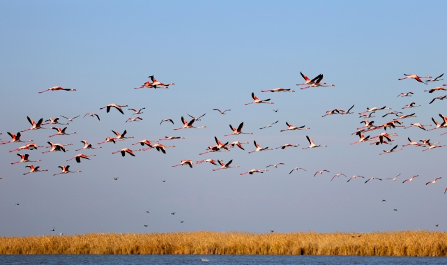 Flamingoların görsel şöleni başladı