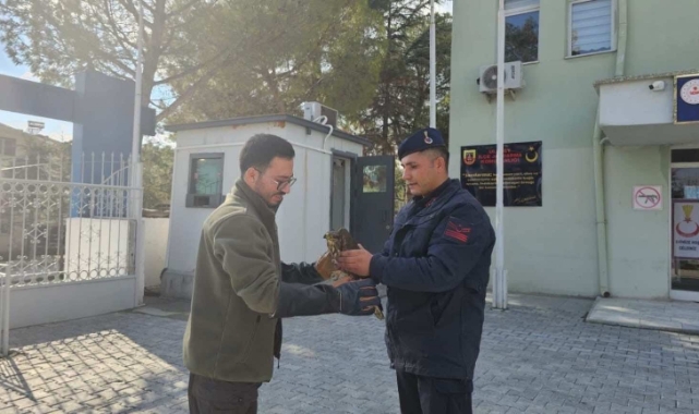 Jandarma tarafından bulunan yaralı şahin koruma altına alındı