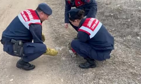 Jandarma, yaralı baykuşa elleriyle su verdi