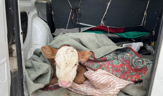 Kars’ta hasta buzağısını aracıyla veterinere getirdi