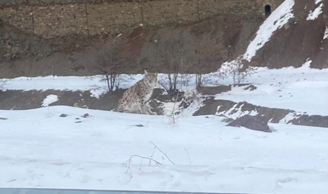Kırmızı listedeki vaşak Elazığ’da görüldü