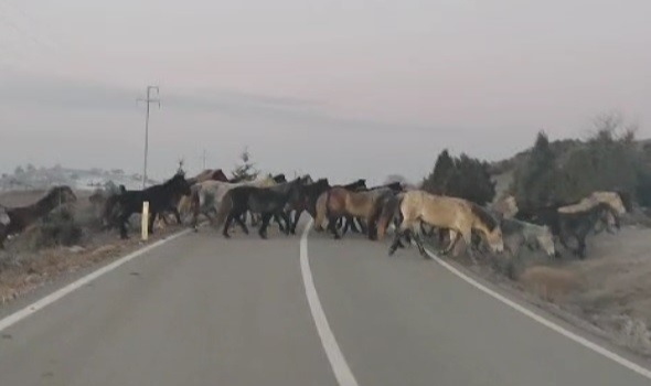 Kütahya'da yabani atlar asfalta çıktı