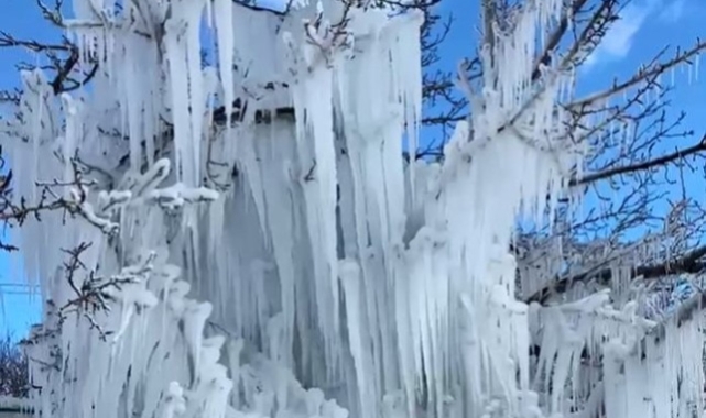 Malatya'da kayısı ağaçları buz kesti