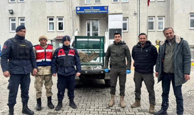 Malatya'da yaralı bulunan dağ keçisi koruma altına alındı