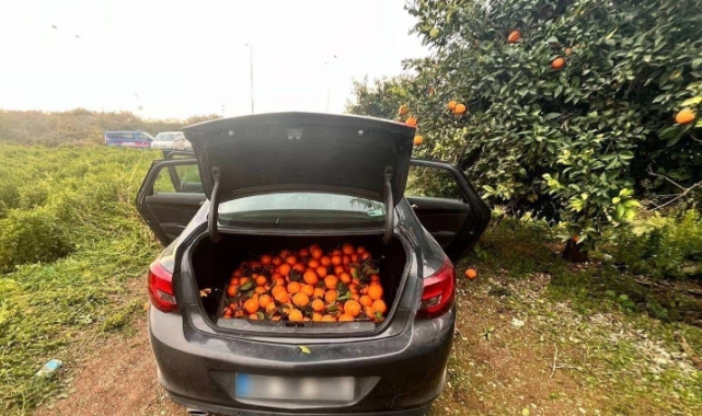 Mersin'de otomobiliyle portakal çalan şüpheli tutuklandı