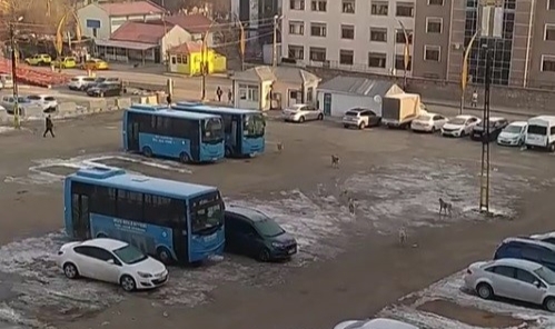 Muş’ta başıboş köpeklerden kaçan çocuk yere kapaklandı