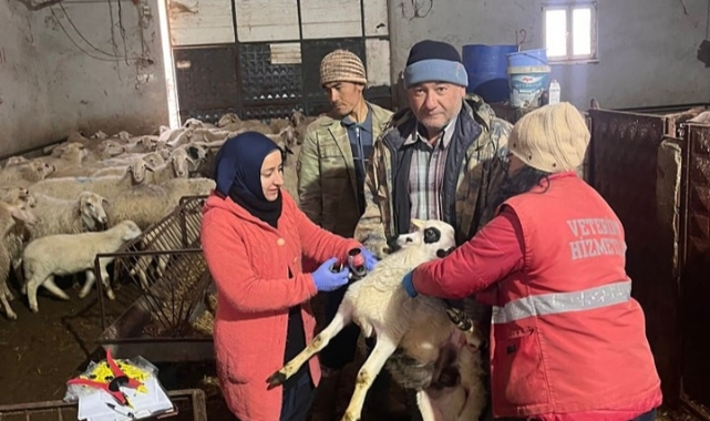 Sandıklı’da küçükbaşlara aşılama çalışması yapıldı
