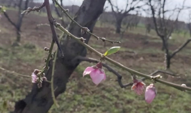 Şeftali ağaçları erken çiçek açtı! Üretici endişeli