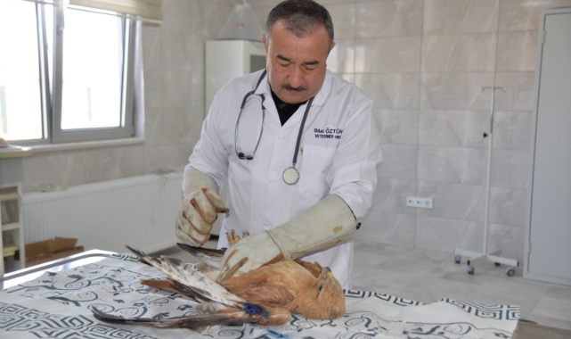 Yaralı yavru kızıl şahin koruma altına alındı