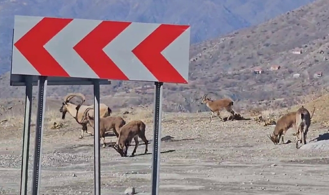 Adıyaman'da sürü halindeki dağ keçileri karayoluna indi