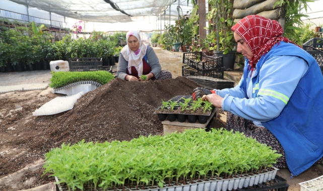 Akdeniz'in caddeleri rengarenk çiçeklerle buluşmaya hazırlanıyor