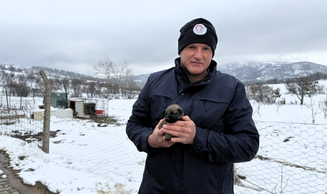 Anneleri ölen yavru kurt köpeklerine Kangal köpeği annelik etti